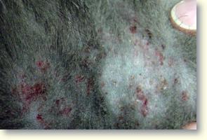 Pisici: Dermatita alergica la muscatura de purece