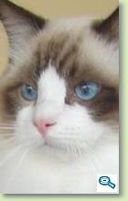 Rase de Pisici: Ragdoll