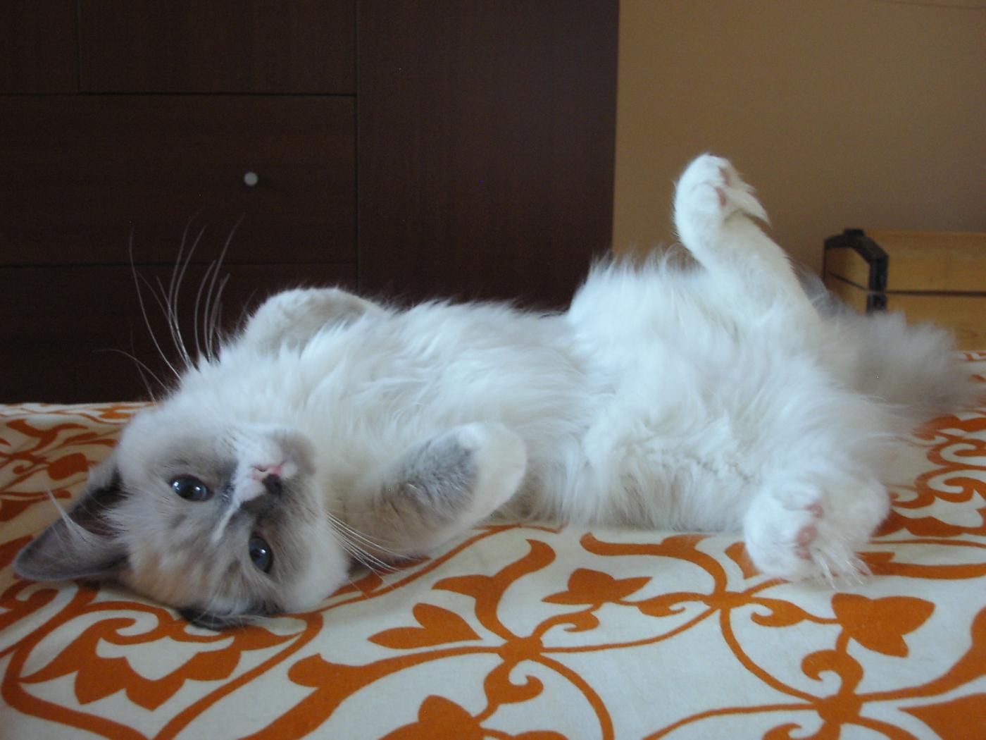 Rase de Pisici: Ragdoll