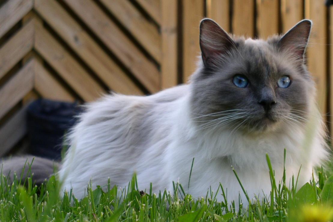 Rase de Pisici: Ragdoll