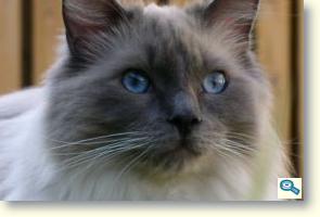 Rase de Pisici: Ragdoll